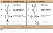 Файл:180px-Lipid digestion and fatty acid absorption pathways.jpg